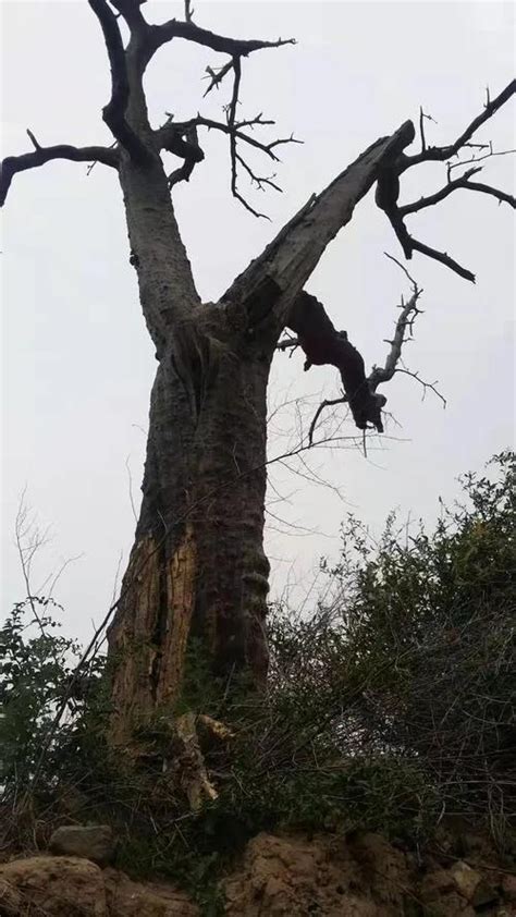 雷擊木禁忌|天然雷擊木——不能說的秘密